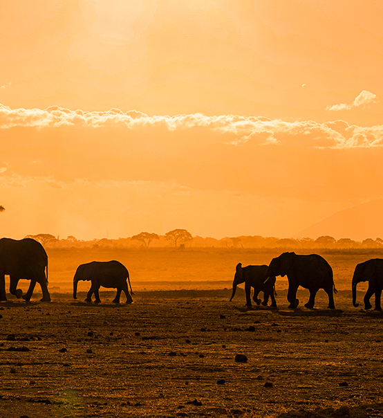 虎力全開，疫情兇猛他去非洲做了什么？